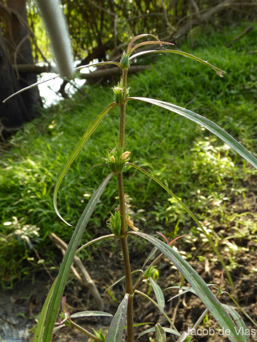 Hygrophila ringens (L.) R.Br. ex Spreng.